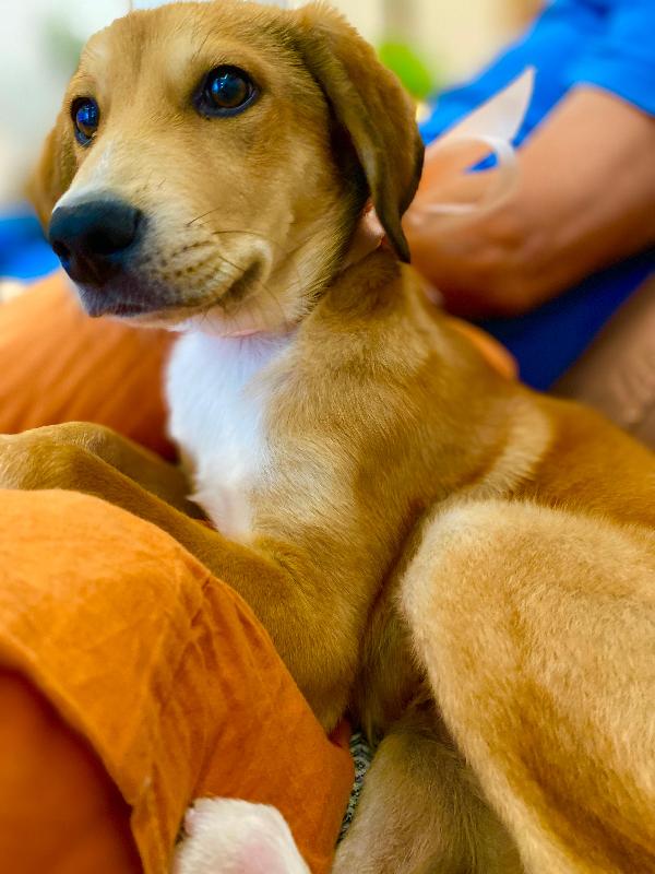 Splendido cucciolo simil segugio  Foto 4