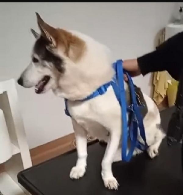 Mix Husky 11anni una vita sofferta! BRESCIA Foto 2