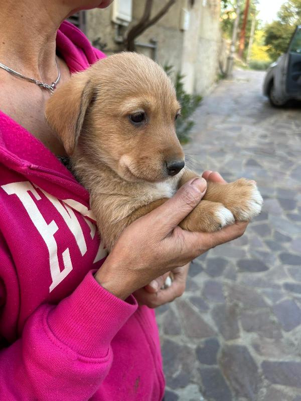 LULU’ PICCOLA DOLCE PRINCIPESSA CERCA FAMIGLIA  Foto 4
