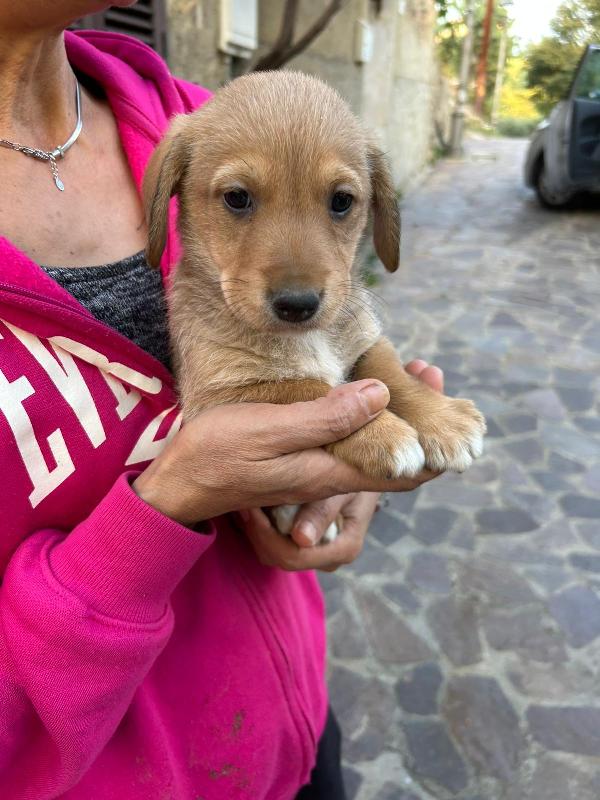 LULU’ PICCOLA DOLCE PRINCIPESSA CERCA FAMIGLIA  Foto 8