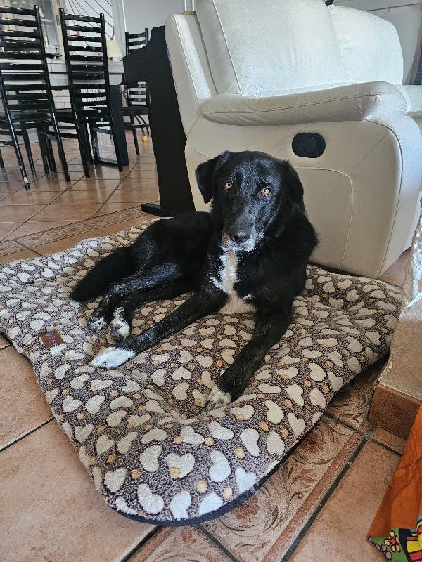 Ciopi Rischia Di Tornare In Strada