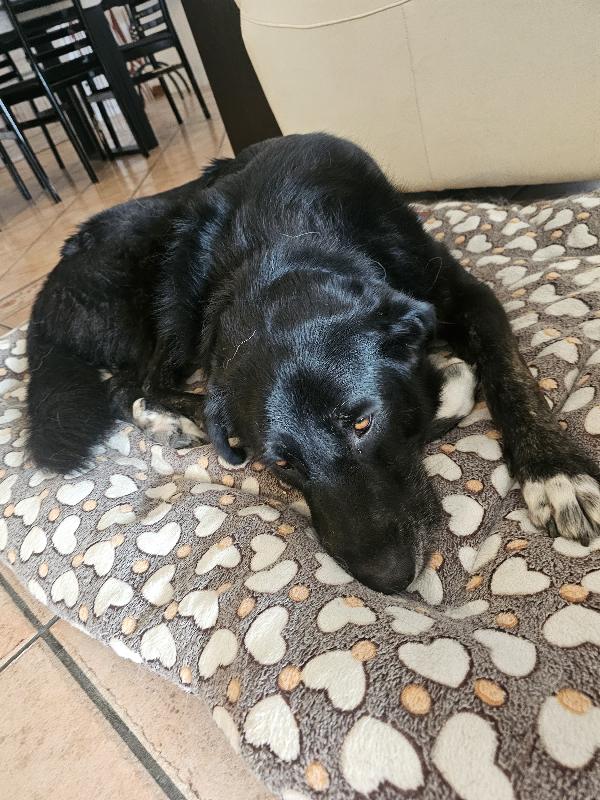 CIOPI RISCHIA DI TORNARE IN STRADA Foto 5