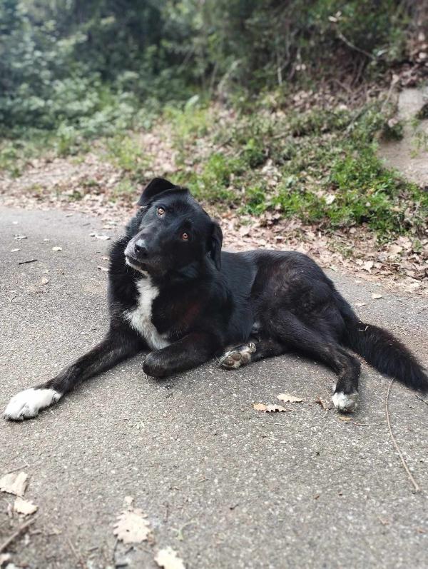 CIOPI RISCHIA DI TORNARE IN STRADA Foto 7