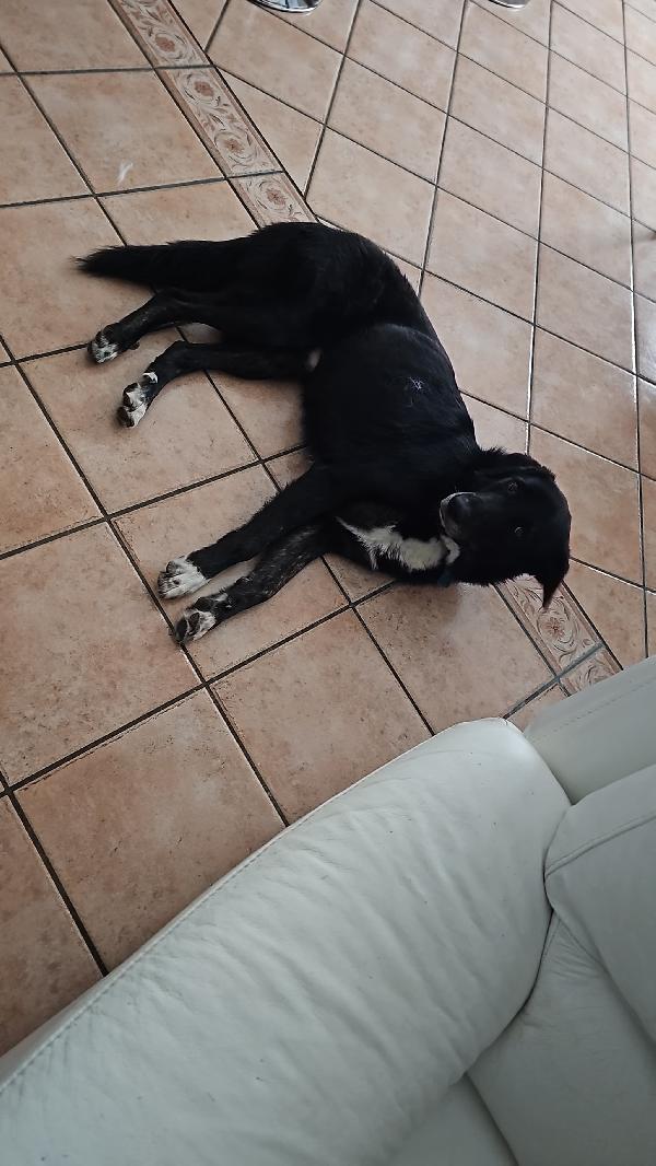 CIOPI RISCHIA DI TORNARE IN STRADA Foto 8