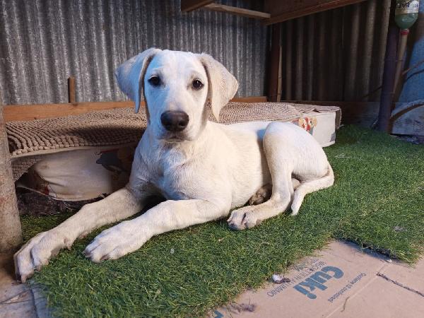 2mix Labrador 8mesi URGENTE AIUTO SICILIA Foto 3