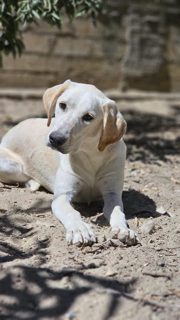 2mix Labrador 8mesi URGENTE AIUTO SICILIA Foto 7