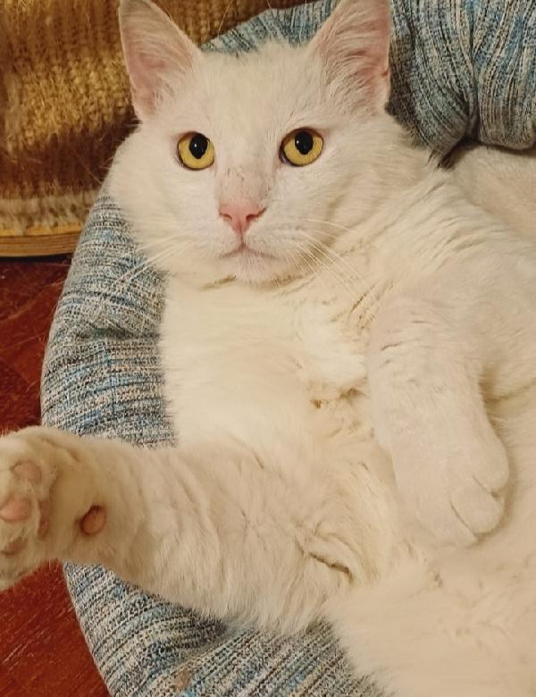 Dudu' micio 2anni bianco ADOZIONE DEL CUORE  Foto 2