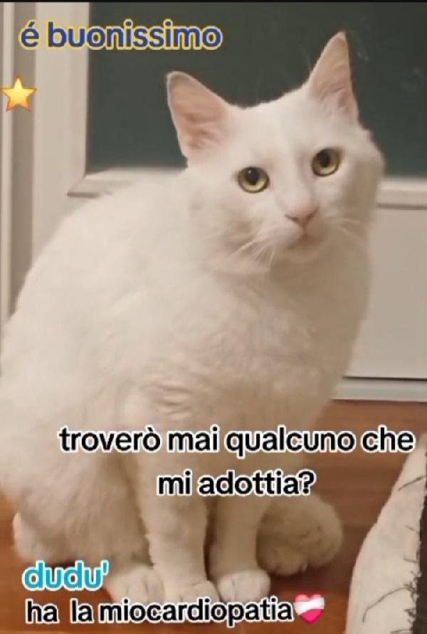 Dudu' micio 2anni bianco ADOZIONE DEL CUORE  Foto 3