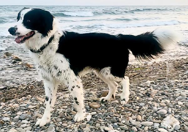 Coopy 3 Anni Taglia Grande