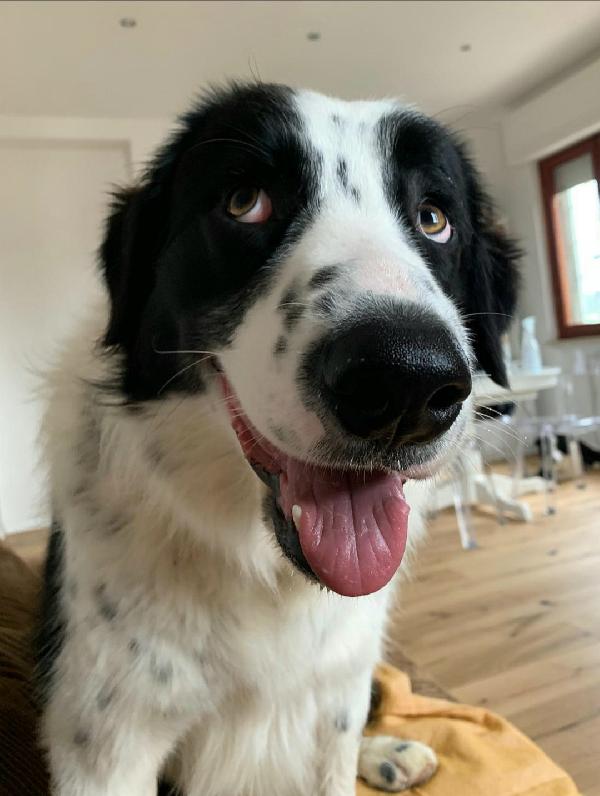 Coopy 3 anni Taglia grande Foto 2