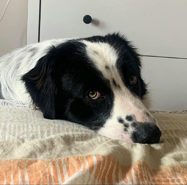 Coopy 3 anni Taglia grande Foto 3