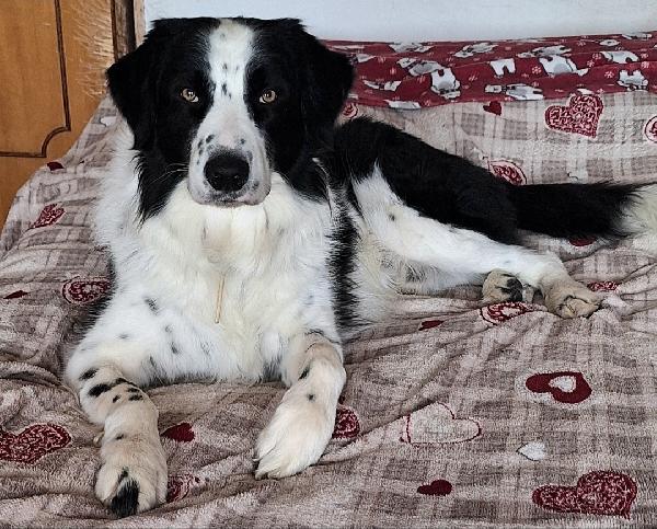 Coopy 3 anni Taglia grande Foto 4