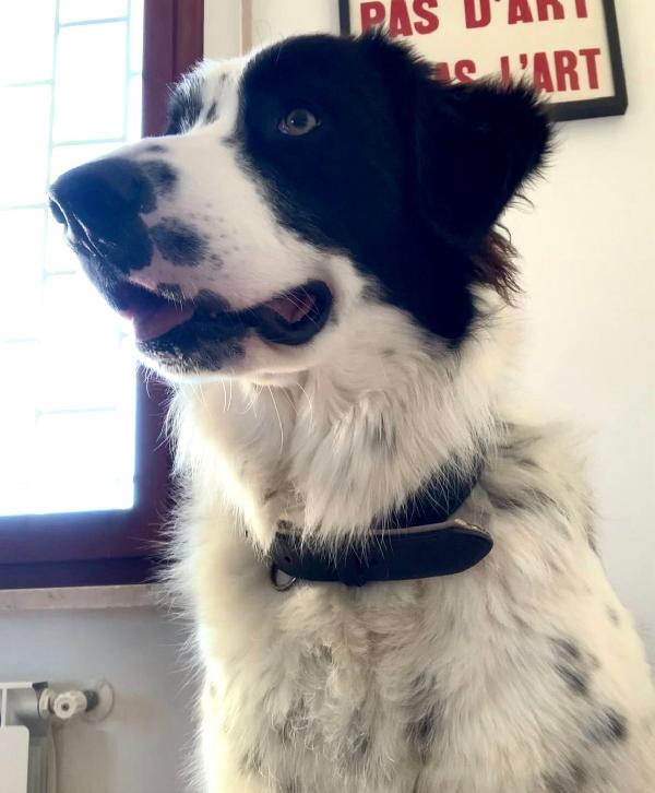 Coopy 3 anni Taglia grande Foto 5