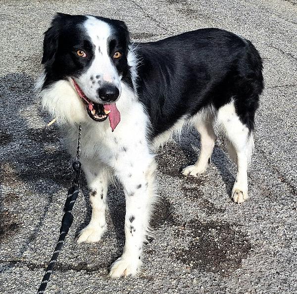 Coopy 3 anni Taglia grande Foto 6