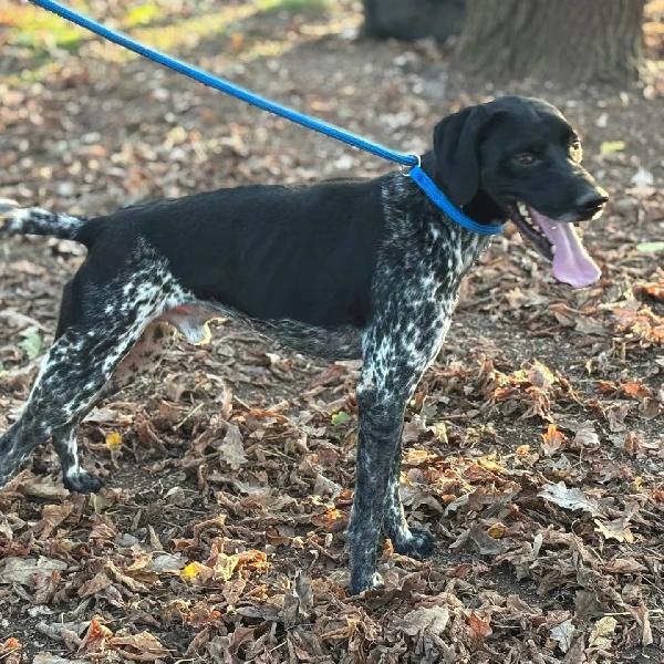 Mowgli bellissimo cagnolino mix bracco pointer cerca casa  Foto 3