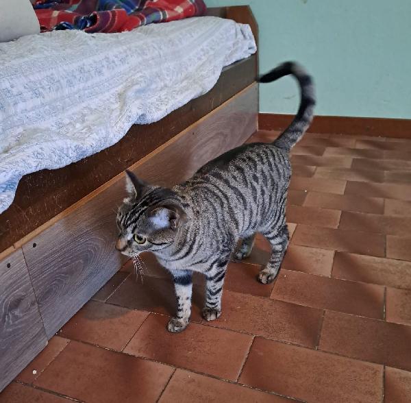 GRACE e KEVIN, teneri gattini in adozione! Foto 2