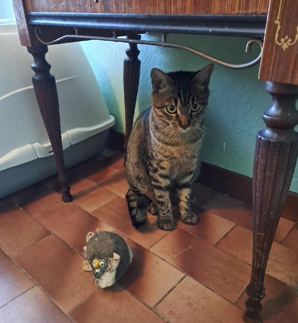 GRACE e KEVIN, teneri gattini in adozione! Foto 3