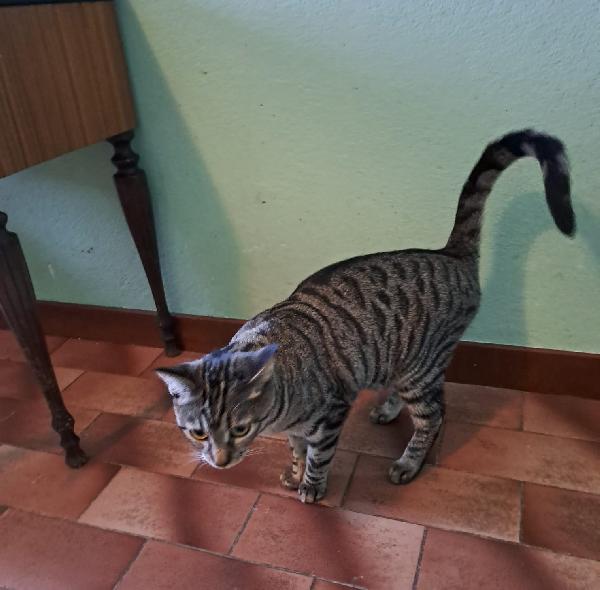 GRACE e KEVIN, teneri gattini in adozione! Foto 4