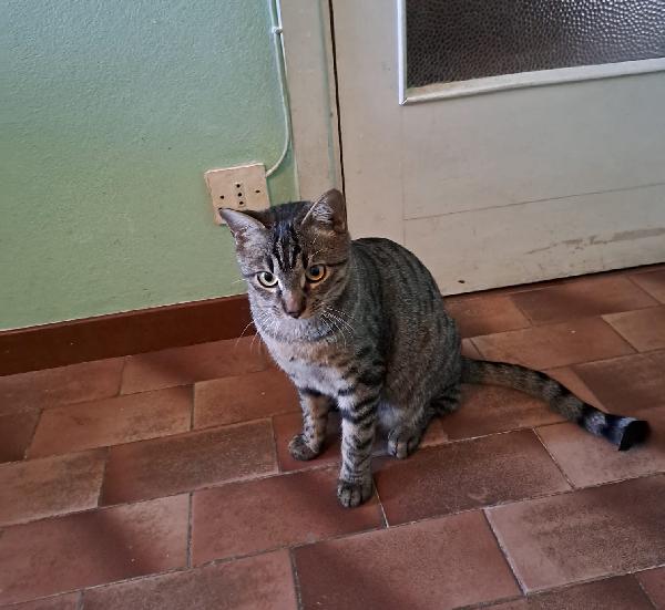 GRACE e KEVIN, teneri gattini in adozione! Foto 5