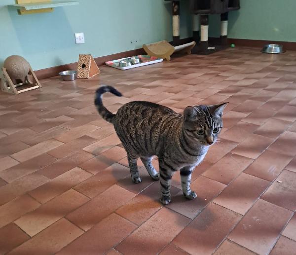 GRACE e KEVIN, teneri gattini in adozione! Foto 6