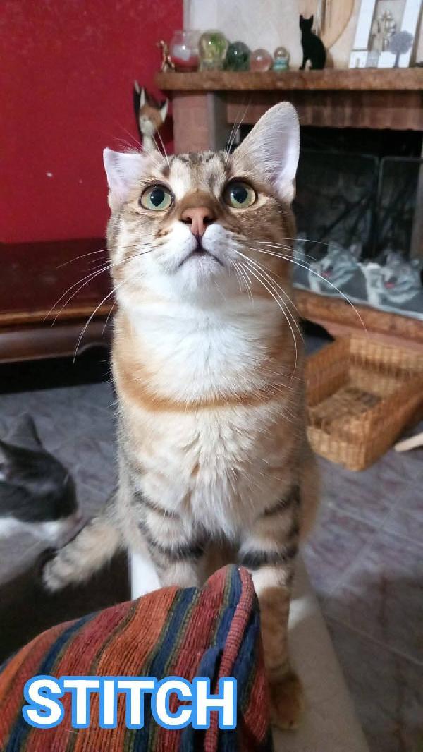 Stitch, Tenero Cucciolo In Adozione !