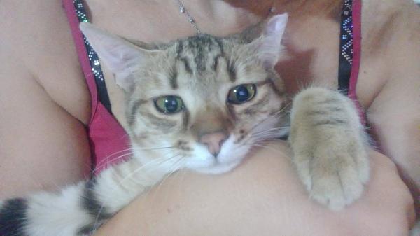 STITCH, tenero cucciolo in adozione ! Foto 6