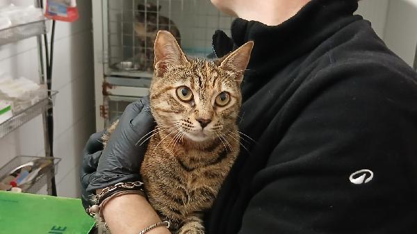 Pollicina: Tigratina Di 8 Mesi Cerca Famiglia