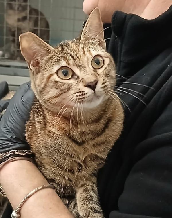 POLLICINA: TIGRATINA DI 8 MESI CERCA FAMIGLIA Foto 2