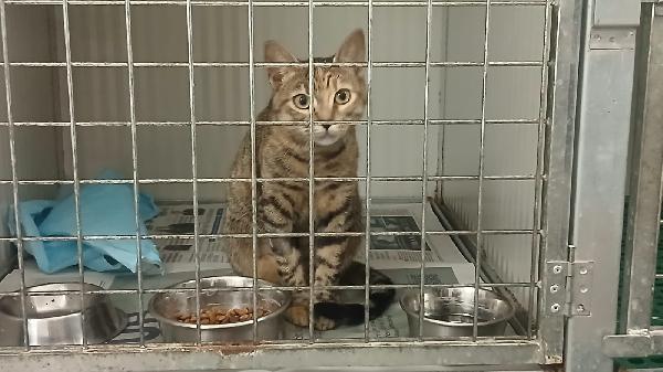 POLLICINA: TIGRATINA DI 8 MESI CERCA FAMIGLIA Foto 3