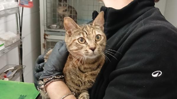 POLLICINA: TIGRATINA DI 8 MESI CERCA FAMIGLIA Foto 4