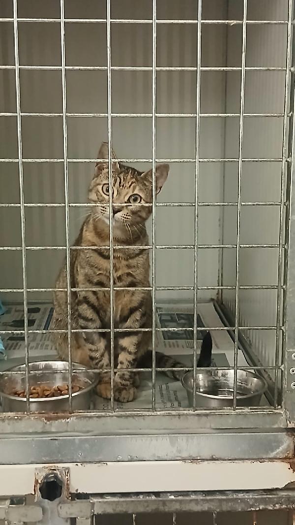 POLLICINA: TIGRATINA DI 8 MESI CERCA FAMIGLIA Foto 5