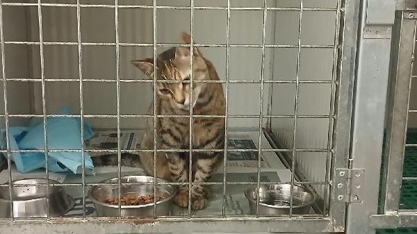 POLLICINA: TIGRATINA DI 8 MESI CERCA FAMIGLIA Foto 6