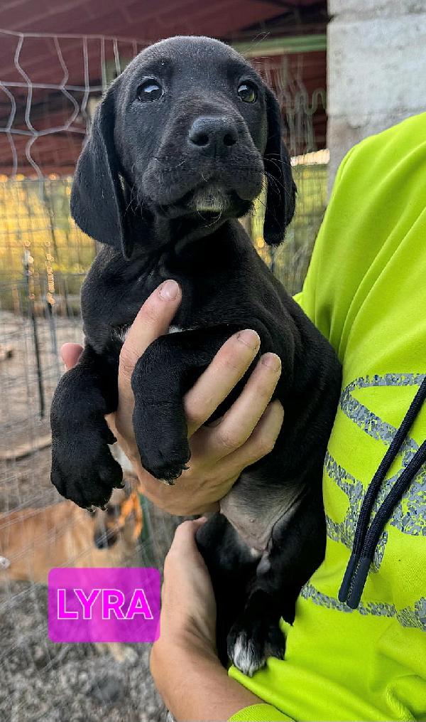 Lyra 2 Mesi Taglia Media 