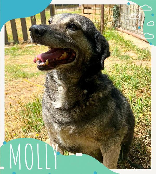 Molly🐕😔❤️
