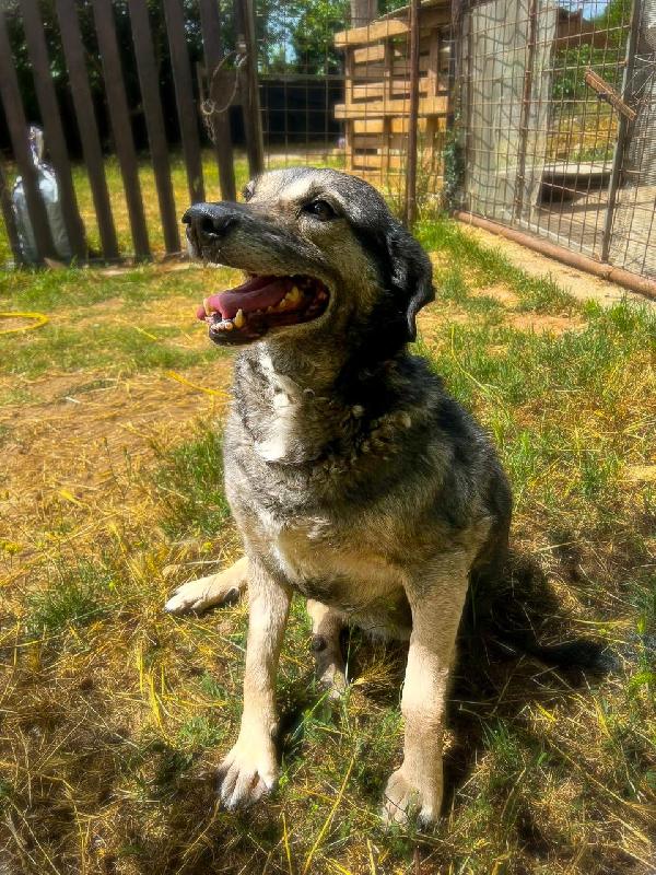 Molly🐕😔❤️ Foto 3