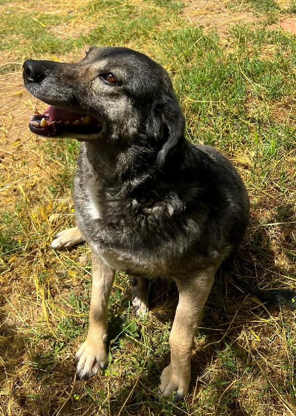 Molly🐕😔❤️ Foto 4