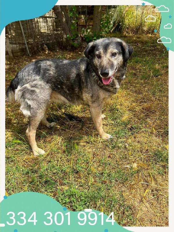 Molly🐕😔❤️ Foto 5