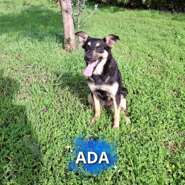 Ada🐾🌊