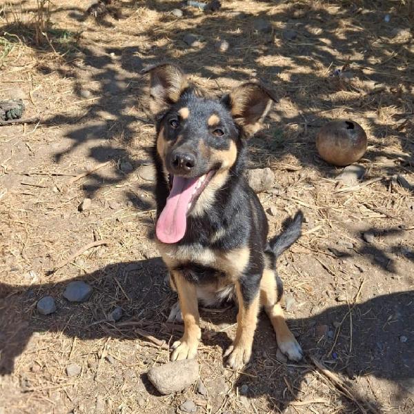 Ada🌊🐾🌊 Foto 2