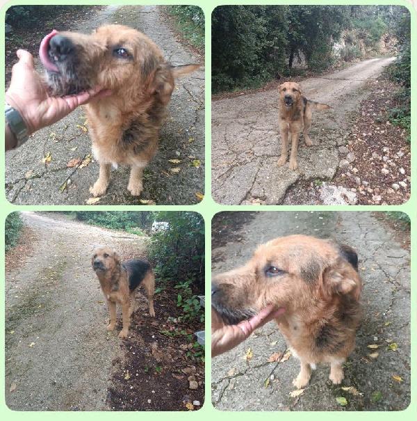 Yuri Dolcissimo Simil Spinone 