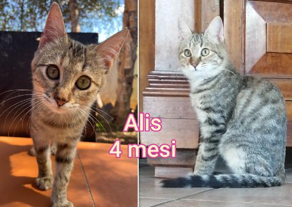 Miciottini bellissimi  Foto 2