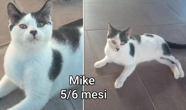 Miciottini bellissimi  Foto 6