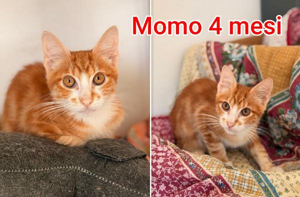 Miciottini bellissimi  Foto 5