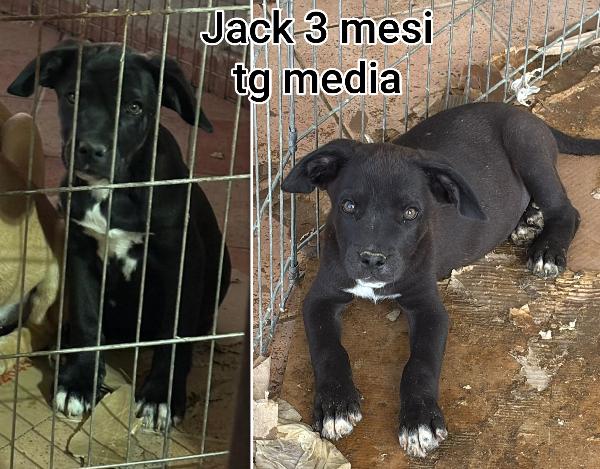 Cucciolotti senza casa Foto 2