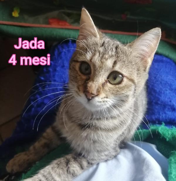 MICINI DA SALVARE  Foto 3