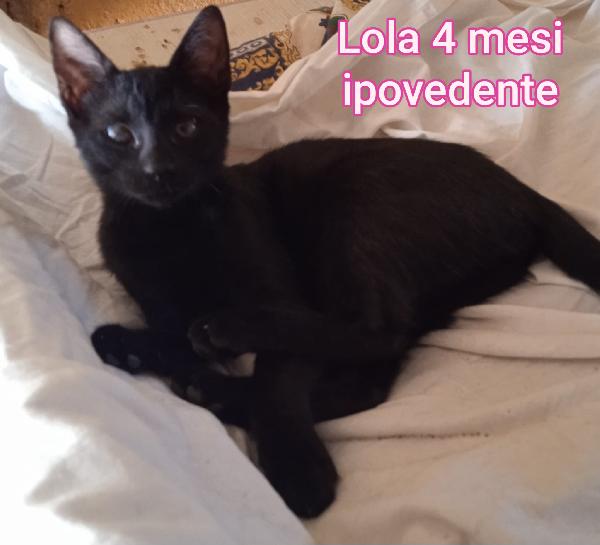 MICINI DA SALVARE  Foto 4