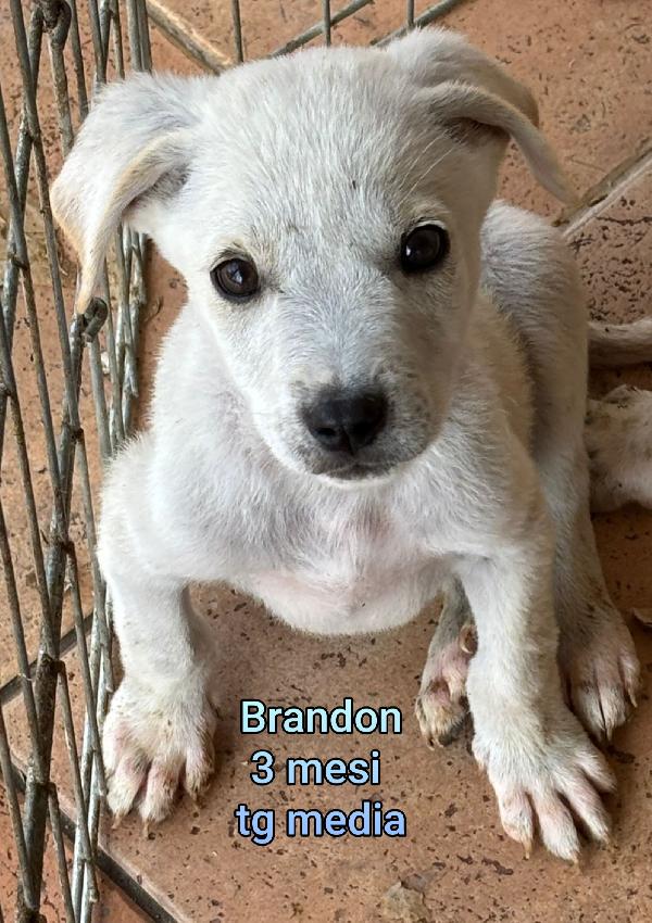 Stupendi cuccioli dai 3 mesi  Foto 5