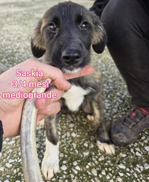 Stupendi cuccioli dai 3 mesi  Foto 11