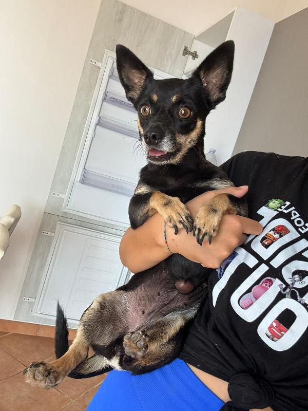 Cagnolina Piccola Taglia