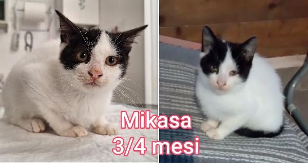 Troppi Gattini Ancora Soli